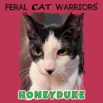 Honeyduke -  Domestic Short Hair Cat for Adoption in Squamish, British Columbia - Honeyduke | PetCurious
