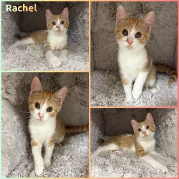 Rachel -  Domestic Short Hair Cat for Adoption in Windy Hills, Kentucky - Rachel | PetCurious