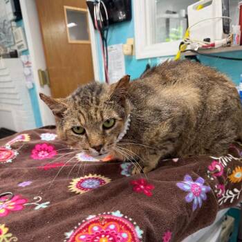 Pot Roast -  Domestic Short Hair Cat for Adoption in Rocky Mount, Virginia - Pot Roast | PetCurious