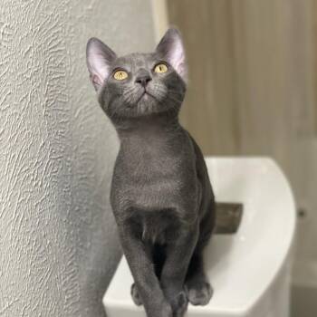 Domestic Short Hair Cats Available for Adoption - Cassian | PetCurious