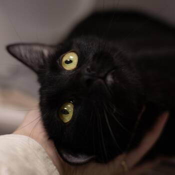 Bear -  Domestic Short Hair Cat for Adoption in Chaska, Minnesota - Bear | PetCurious