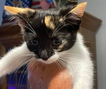 Ari -  Domestic Short Hair and Calico Cat for Adoption in Island Lake, Illinois - Ari | PetCurious