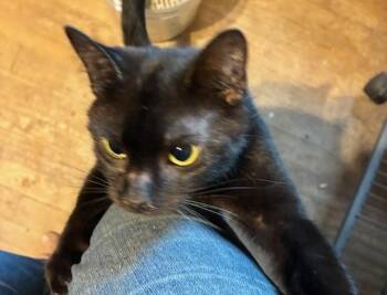Minnie -  Domestic Short Hair Cat for Adoption in Lorain, Ohio - Minnie | PetCurious