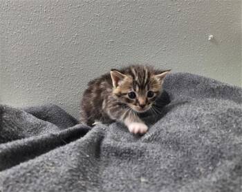 Domestic Short Hair Cats Available for Adoption in Rosenberg, Texas - PRIYA | PetCurious