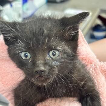 Domestic Short Hair Cats Available for Adoption in Birmingham, Alabama - Cloud | PetCurious