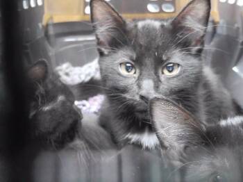 KATY PURRY -  Domestic Short Hair Cat for Adoption in Omaha, Nebraska - KATY PURRY | PetCurious