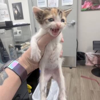 Malibu -  Domestic Short Hair Cat Available for Adoption in Jupiter, Florida - Malibu | PetCurious