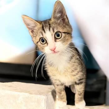 Rescue Domestic Short Hair Cats for Adoption in Cape Coral, Florida - Raz | PetCurious