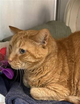 Domestic Short Hair Cats Available for Adoption in Fort Walton Beach, Florida - LORD CRUMB BANDIT | PetCurious