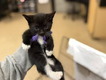 Domestic Short Hair Cats Available for Adoption in Doral, Florida - MARIO | PetCurious