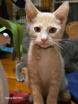 Rescue Tabby Cats for Adoption in Napa, California - Truffle | PetCurious