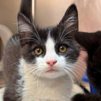 Domestic Short Hair Cats Available for Adoption in Walnut Creek, California - Cassius | PetCurious