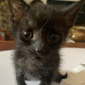 Perla Mouse-TL -  Domestic Short Hair Cat for Adoption in Tallahassee, Florida - Perla Mouse-TL | PetCurious