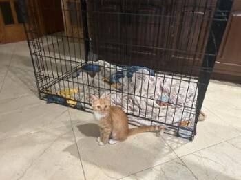 Percy -  Domestic Short Hair Cat for Adoption in Mokena, Illinois - Percy | PetCurious