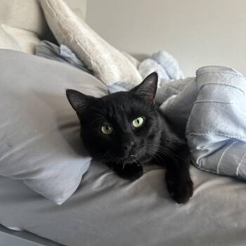 Domestic Short Hair Cats Available for Adoption in Columbia, South Carolina - Cheddar Bay Biscuit | PetCurious