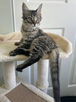 Thumper -  Domestic Short Hair Cat for Adoption in Ogden, Utah - Thumper | PetCurious