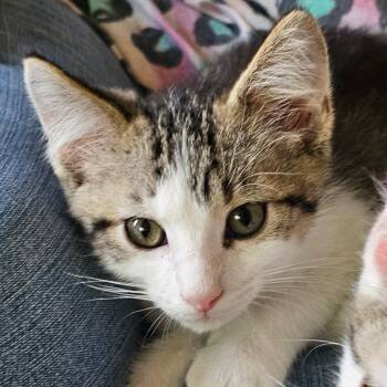 Rescue Domestic Short Hair Cats for Adoption in Grinnell, Iowa - Eclipse | PetCurious