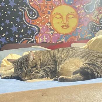 American Shorthair Cats Available for Adoption in Roanoke, Virginia - Delilah | PetCurious