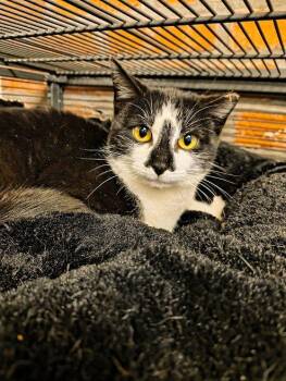 Domestic Short Hair Cats Available for Adoption - Wisteria | PetCurious