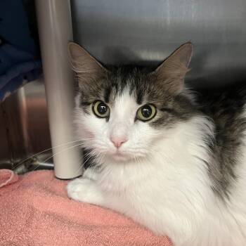 Domestic Long Hair Cats Available for Adoption in Fort Wayne, Indiana - Honey Bun | PetCurious