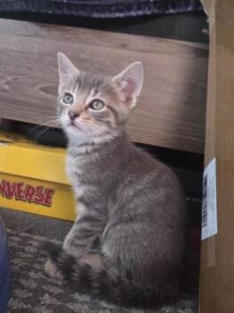 Marco Polo -  Domestic Short Hair Cat for Adoption in Berwick, Pennsylvania - Marco Polo | PetCurious