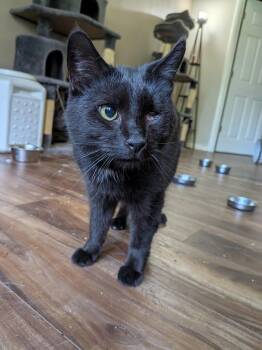 Rescue Domestic Short Hair Cats for Adoption in Xenia, Ohio - Felix | PetCurious