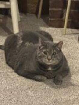 Domestic Short Hair Cats Available for Adoption in West Chester, Pennsylvania - Pot Roast | PetCurious