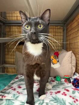 Atticus -  Domestic Short Hair Cat for Adoption in Grants Pass, Oregon - Atticus | PetCurious