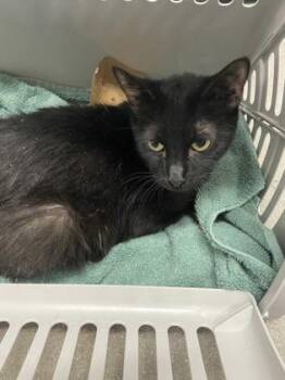 Salsa -  Domestic Short Hair Cat for Adoption in West Chester, Pennsylvania - Salsa | PetCurious