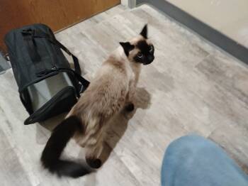 Rescue Siamese and Domestic Short Hair Cats for Adoption in Dallas, Texas - Roux | PetCurious