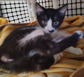 Kitten 27887 (Smudge) -  Domestic Short Hair Cat for Adoption in Parlier, California - Kitten 27887 (Smudge) | PetCurious