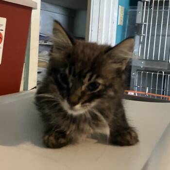 Domestic Long Hair Cats Available for Adoption in Volcano, Hawaii - Teddy (COH-A-67326) | PetCurious
