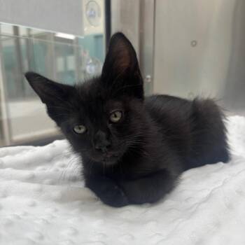 Matthias -  Domestic Short Hair Cat for Adoption in Corpus Christi, Texas - Matthias | PetCurious