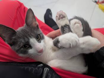 Ozcar -  Domestic Short Hair Cat for Adoption in Walled Lake, Michigan - Ozcar | PetCurious