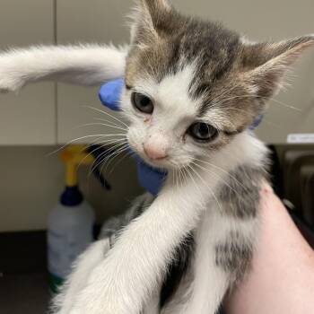 Grape Laffy Taffy -  Domestic Short Hair Cat for Adoption in Columbus, Georgia - Grape Laffy Taffy | PetCurious