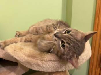 Domestic Short Hair Cats Available for Adoption in Dorr, Michigan - Lydia | PetCurious