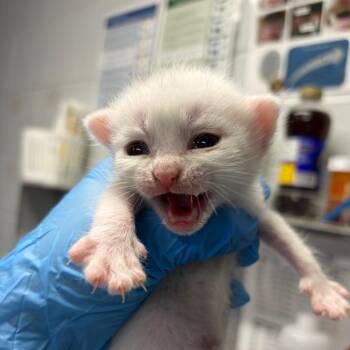 Little Bo Peep -  Domestic Short Hair Cat for Adoption in Summerville, South Carolina - Little Bo Peep | PetCurious