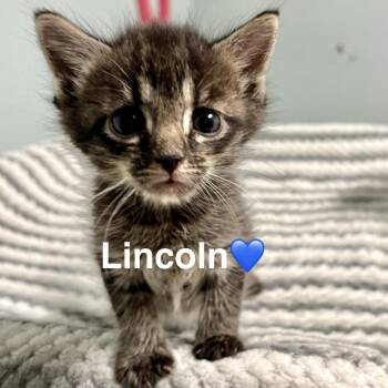 Lincoln (Adopt with Luca) -  Domestic Short Hair Cat for Adoption in Peachtree City, Georgia - Lincoln (Adopt With Luca) | PetCurious