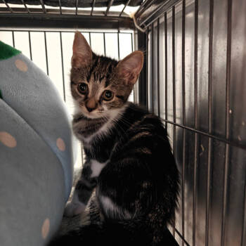 Rescue Domestic Short Hair Cats for Adoption in New Orleans, Louisiana - Owl | PetCurious