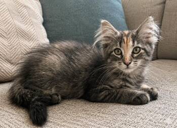 Daquiri -  Torbie Cat for Adoption in Saginaw, Michigan - Daquiri | PetCurious