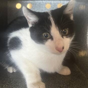 Domestic Short Hair Cats Available for Adoption - Laker | PetCurious