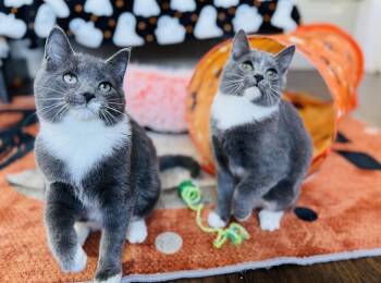 Rescue Domestic Short Hair Cats for Adoption in Bloomsburg, Pennsylvania - Frazil, Frostina & Flash | PetCurious