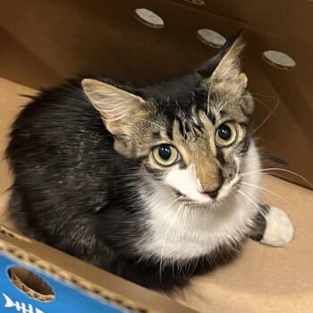 Amelie -  Domestic Short Hair Cat for Adoption in Tampa, Florida - Amelie | PetCurious