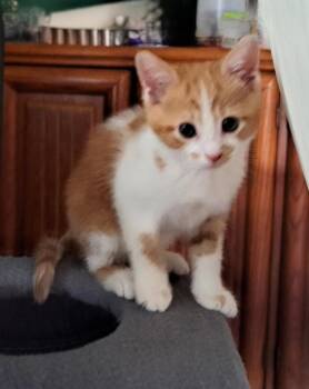 Goldie -  Domestic Short Hair Cat for Adoption in Westfield, New York - Goldie | PetCurious
