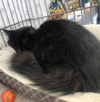 Domestic Medium Hair Cats Available for Adoption in Parma, Ohio - Zero | PetCurious