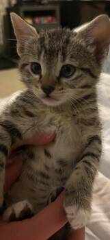 Domestic Short Hair Cats Available for Adoption in Fruit Heights, Utah - Axel | PetCurious