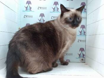 UMA -  Domestic Short Hair Cat for Adoption in Orlando, Florida - UMA | PetCurious