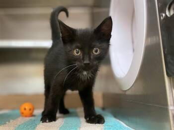 Rescue Domestic Short Hair Cats for Adoption in Fort Wayne, Indiana - RILEY | PetCurious