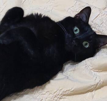 Rescue Domestic Short Hair Cats for Adoption in Glen Raven, North Carolina - COLE | PetCurious