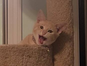 Vito Purrleone fka Cream -  Domestic Short Hair Cat for Adoption in Virginia Beach, Virginia - Vito Purrleone Fka Cream | PetCurious